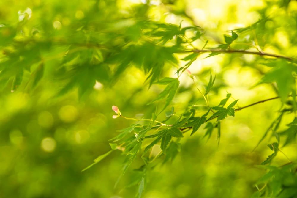 ���������鶼���޶����