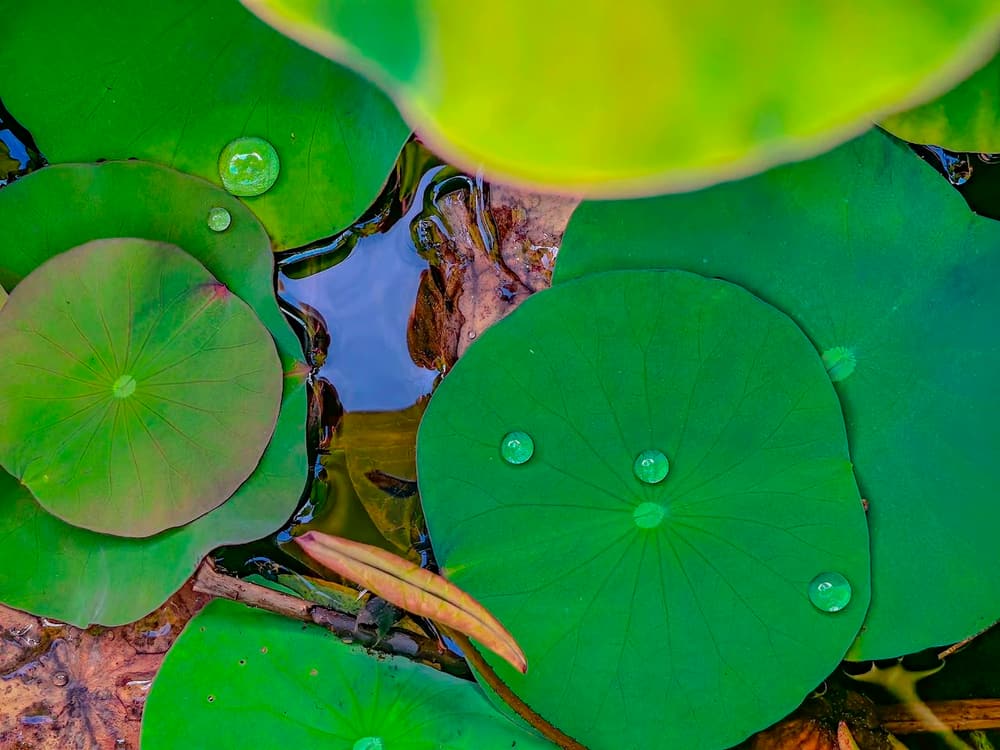 ��ν��Ψ�ľ������������ӡ�