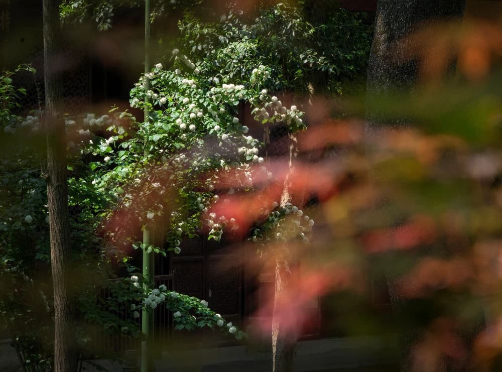 ������ի�Ĺ���