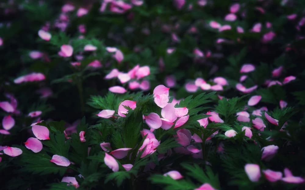 ��������Ĳ��Ӧ����������