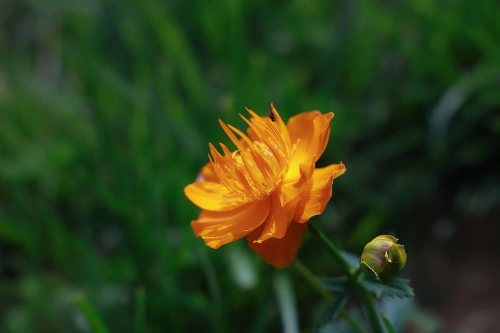 ��δʩ���޳�����ʩ�����вƿ�