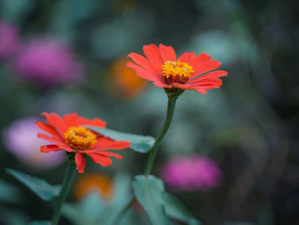 ӡ���ʦ���������