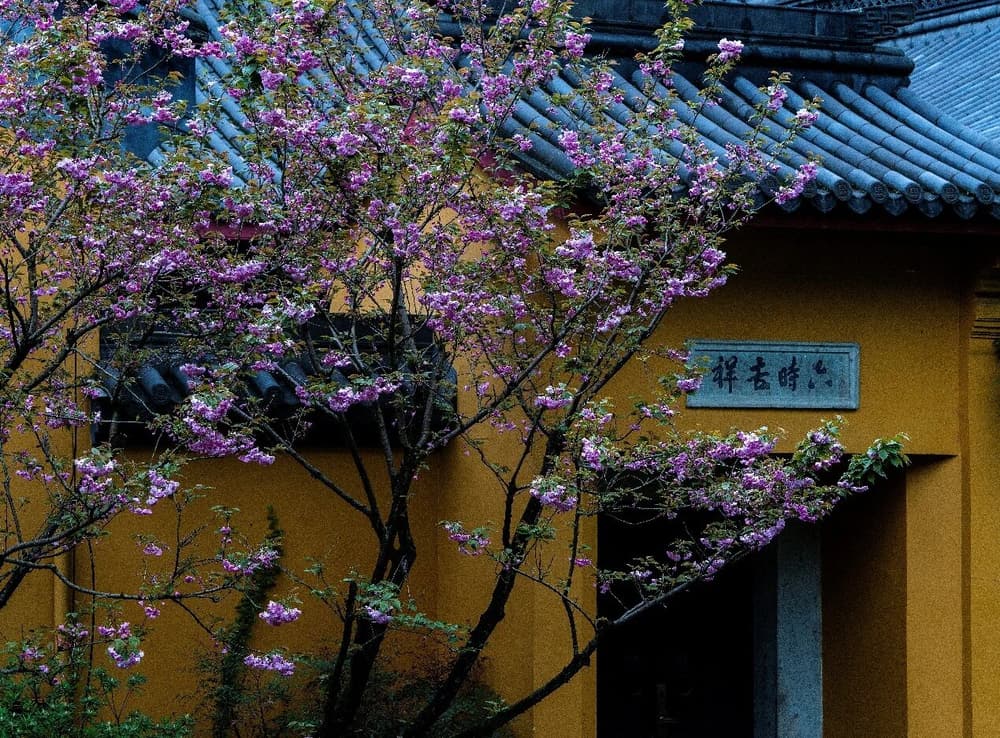 ��ν�����ա�����ʲô������